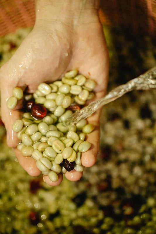 Green Coffee Bean Extract: Does it Really Work?